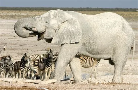  De Wraak Van De Witte Olifant! Een Mythische Vertelling Uit Het Oude Siam