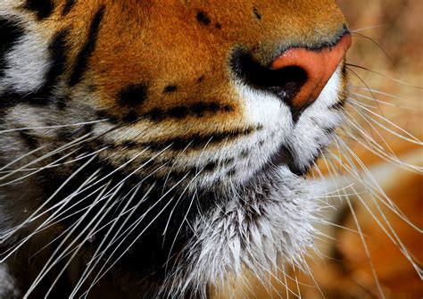  The Tiger's Whiskers! – Ontrafelen van een Indische Volkenlegende uit de 20e Eeuw